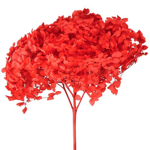 Artículo Hortensia decorativa: flor seca preservada para un diseño interior elegante.