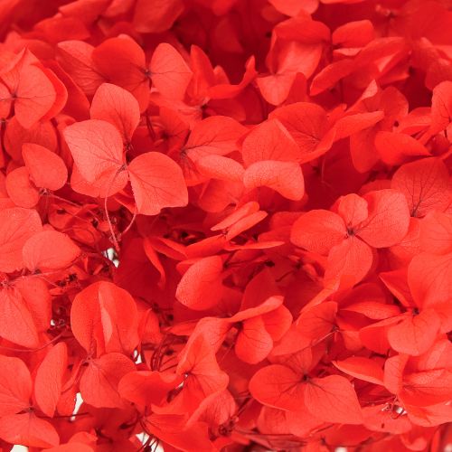 Artículo Hortensia decorativa: flor seca preservada para un diseño interior elegante.