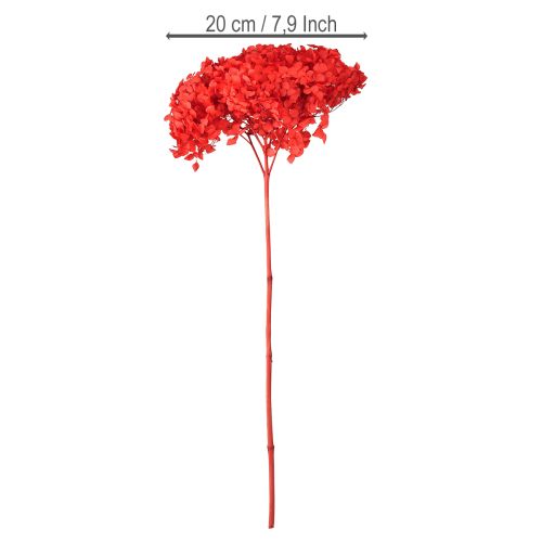 Artículo Hortensia decorativa: flor seca preservada para un diseño interior elegante.
