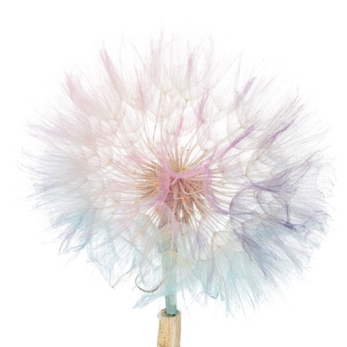 Artículo Decoración de diente de león, flor seca, estabilizada y teñida, delicada, duradera, 12 cm, 4 piezas