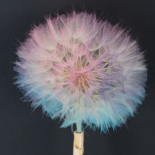 Artículo Decoración de diente de león, flor seca, estabilizada y teñida, delicada, duradera, 12 cm, 4 piezas