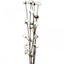 Artículo Rama de algodón, rama decorativa de algodón, algodón auténtico L80cm 5ud