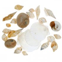 Artículo Conchas de caracol decorativas Caracoles de mar naturaleza Decoración marítima 350g