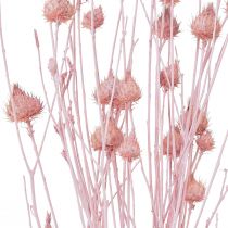 Artículo Cardo fresa cardo seco decoración de cardo rosa claro 58cm 65g