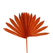 Artículo Palmspear Sol mini Naranja 50uds