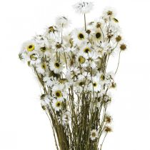 Artículo Acroclinium Blanco, plantas secas, flores de paja, floristería seca L20–40cm 25g