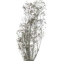 Artículo Flor seca Massasa ramas decorativas blanqueadas 50-55cm manojo de 6 piezas