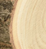 Artículo Disco de árbol Paulownia campanilla árbol natural Ø12-14cm 6ud