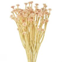 Flores Artificiales Italianas De Paja Rosa L28cm