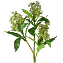 Artículo Flores artificiales verde Skimmia japonica Skimmie 45cm 2ud