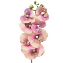 Artículo Orquídea Phalaenopsis artificial 7 flores violeta crema 73cm