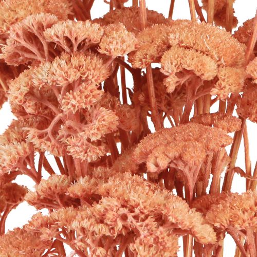Artículo Achillea milenrama flores secas del prado salmón 40-50cm 80g