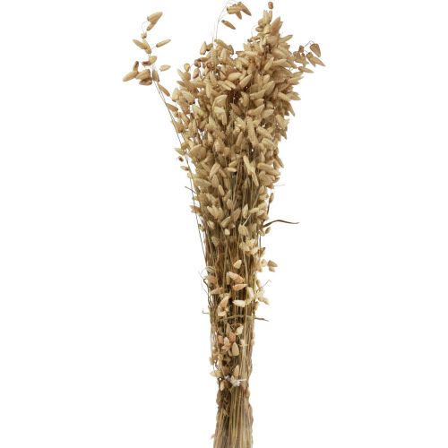 Hierba temblorosa flor seca hierba ornamental Briza natural 60cm 100g