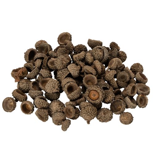 Artículo Cáscaras de bellota naturales, cuencos decorativos para otoño y Adviento, 2 cm, 300 g