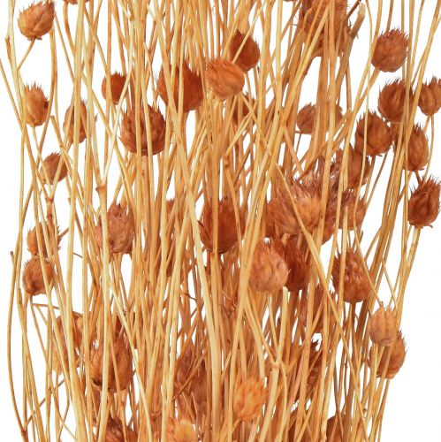 Artículo Cardo fresa flores secas cardo decoración terracota 68cm 100g