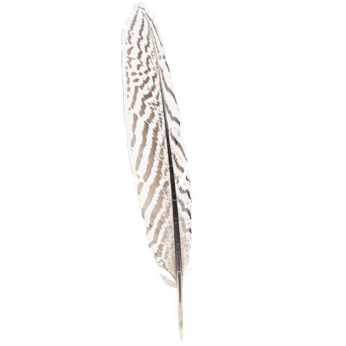 Plumas de faisán para manualidades marrón beige natural 20cm 20uds