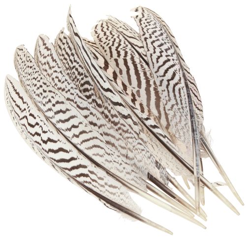 Artículo Plumas de faisán para manualidades marrón beige natural 20cm 20uds