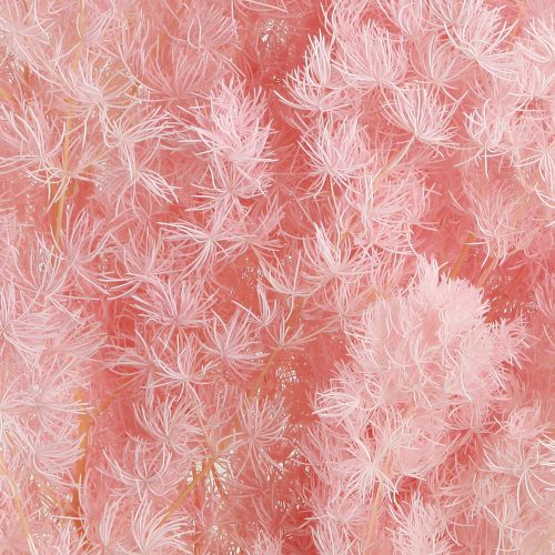 Artículo Espárragos Pluma Decoración Seca Espárragos Rosa 55-70cm 100g