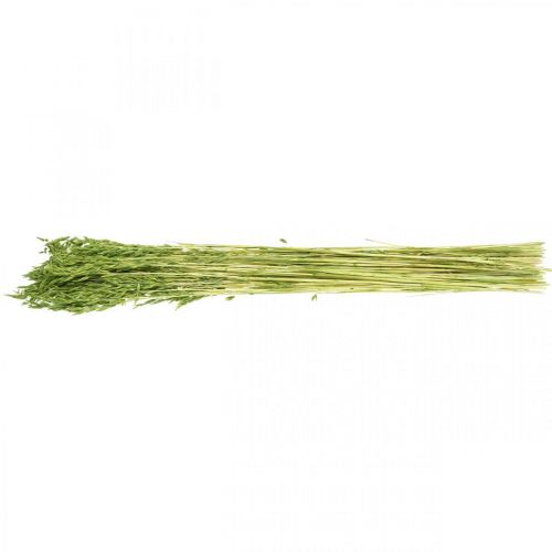 Floristik24 Avena seca grano verde decoración seca rústica 70cm paquete de 100g