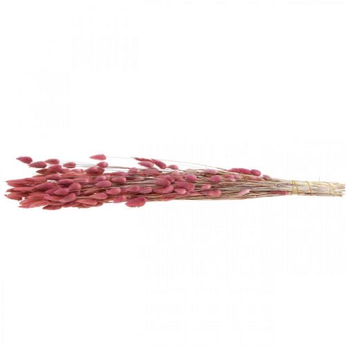 Artículo Hierba Cola de Conejo Lagurus Seca Rosa Claro 60cm 50g