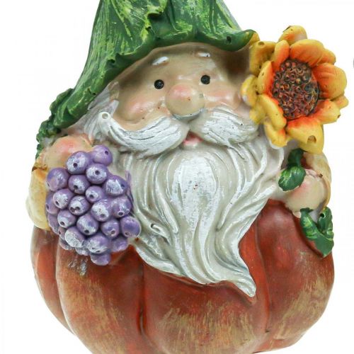 Floristik24 Gnomo otoño decoración calabaza figura gnomo surtido H11.5cm 2pcs