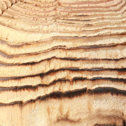 Artículo Seta de madera para colocar Seta decorativa madera Paulownia Ø15cm H28cm