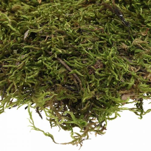 Artículo Musgo indio bosque musgo verde natural 2kg