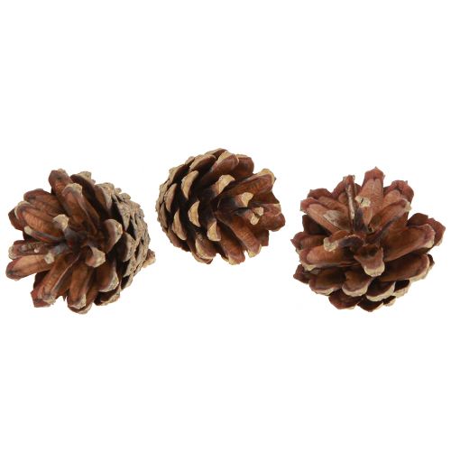 Piñas decorativas Piñas de pino silvestre natural 4-5cm 250g