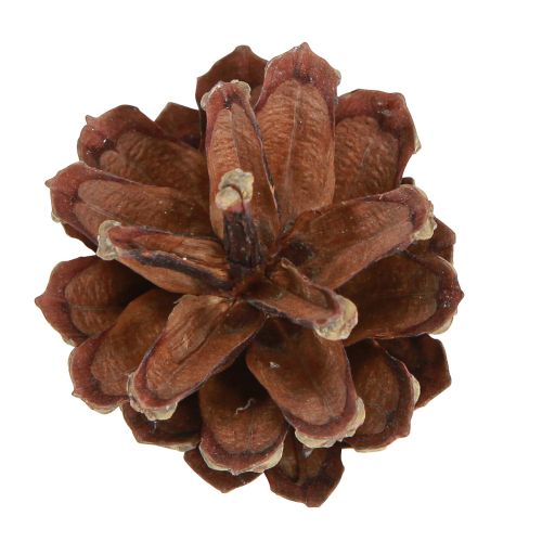 Artículo Piñas decorativas Piñas de pino silvestre natural 4-5cm 250g