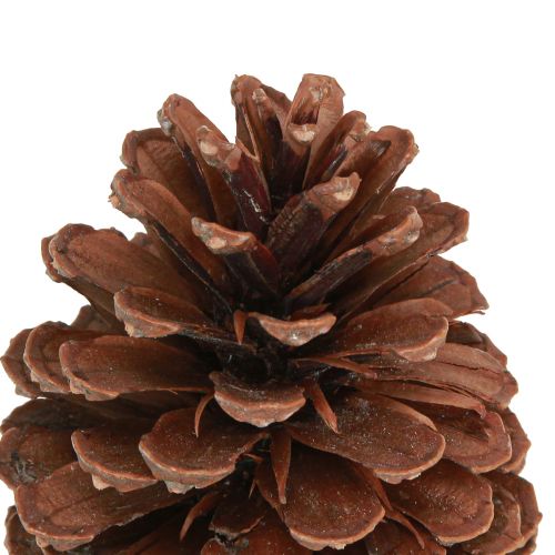 Artículo Piñas Pinus Maritima decoración piñas marítimas 12-13cm 3uds