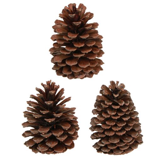 Artículo Piñas Pinus Maritima decoración piñas marítimas 12-13cm 3uds