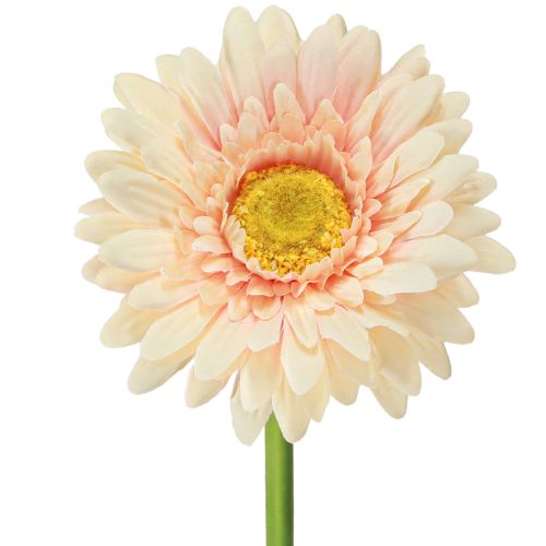 Artículo Flores artificiales Gerbera Albaricoque 47cm
