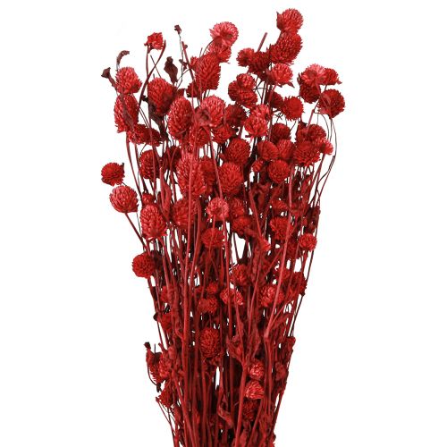 Floristik24 Globo amaranto Gomphrena Globosa en rojo oscuro L45cm 100g