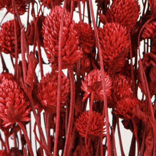 Artículo Globo amaranto Gomphrena Globosa en rojo oscuro L45cm 100g