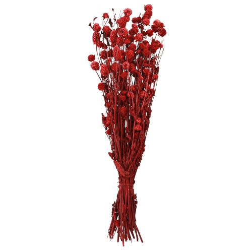 Artículo Globo amaranto Gomphrena Globosa en rojo oscuro L45cm 100g