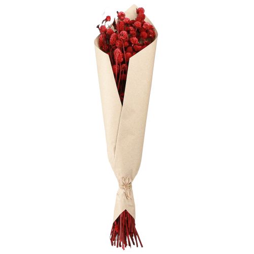 Artículo Globo amaranto Gomphrena Globosa en rojo oscuro L45cm 100g