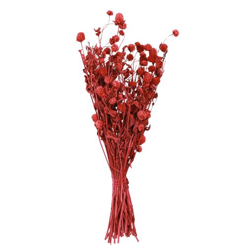 Artículo Globo amaranto Gomphrena Globosa rojo brillante L45cm 100g