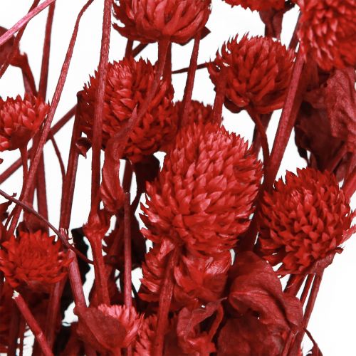 Artículo Globo amaranto Gomphrena Globosa rojo brillante L45cm 100g