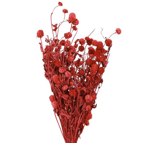 Artículo Globo amaranto Gomphrena Globosa rojo brillante L45cm 100g