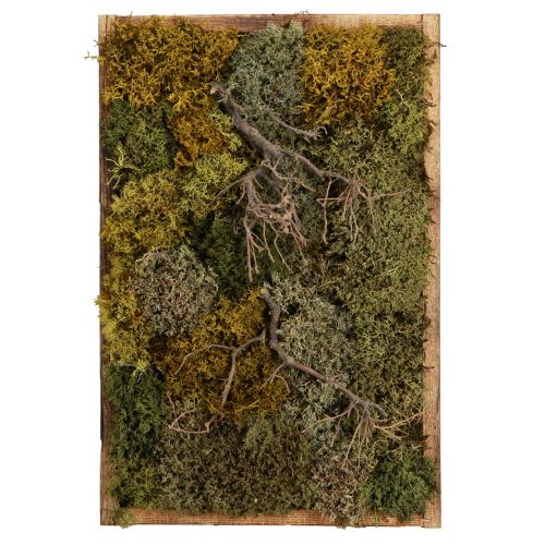 Floristik24 Cuadro de musgo preservado musgo real y ramas naturales 60×40cm