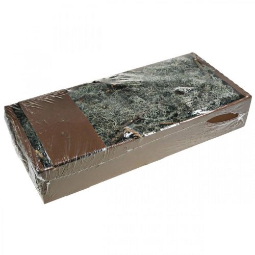 Artículo Deco twigs roble musgo musgo deco liquen decoración natural 750g