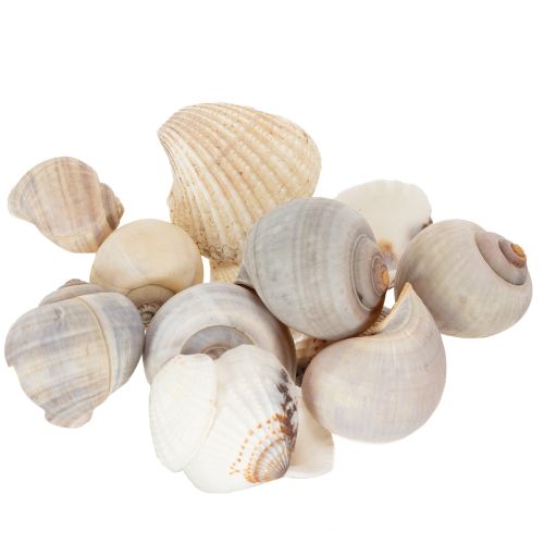 Artículo Caracoles y conchas: detalles decorativos marinos para embellecer habitaciones de forma única - 500 g
