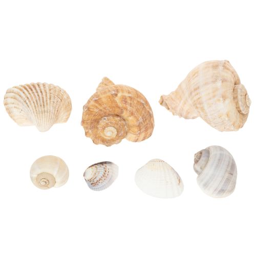 Artículo Caracoles y conchas: detalles decorativos marinos para embellecer habitaciones de forma única - 500 g