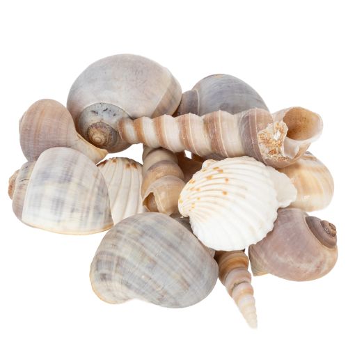 Artículo Conchas y caracoles. Elementos decorativos marinos naturales para un diseño de interiores elegante. 500 g.