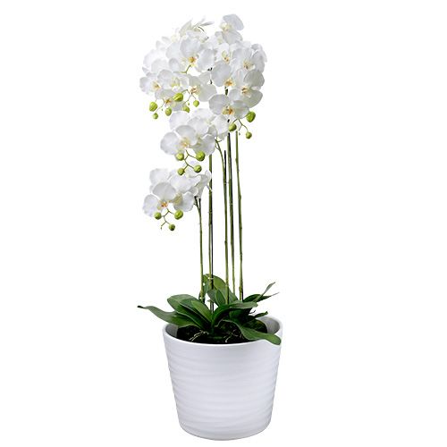 Floristik24 Orquidea blanca con globo 110cm