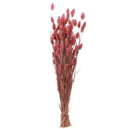 Artículo Phalaris Shine Grass flores secas rosa 64cm 70g × 2 racimos