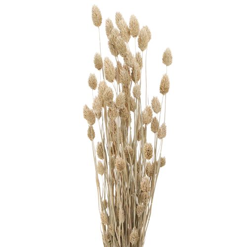 Phalaris alpiste flores secas blanco L64cm 75gx2ud