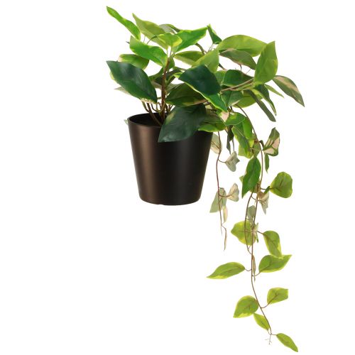 Artículo Philodendron Scindapsus con maceta, fácil de cuidar, ideal para la oficina y el hogar 32 cm