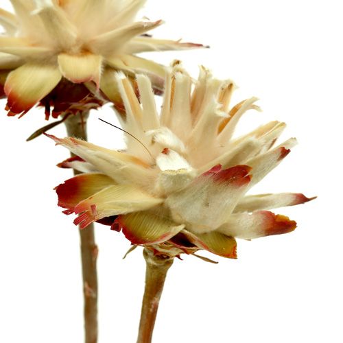 Artículo Leucospermum 1-3 Mix crema 100 cabezas