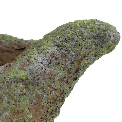 Floristik24 Mejillón para plantar con musgo 25 cm